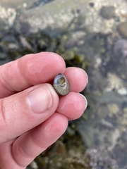 Steromphala cineraria