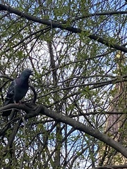 Columba livia domestica