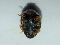 Scymnus rubromaculatus