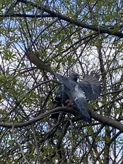 Columba livia domestica