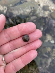 Steromphala cineraria