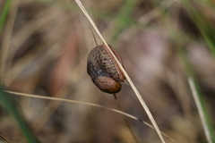 Fastosarion griseolus