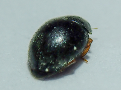 Scymnus rubromaculatus