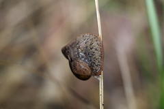 Fastosarion griseolus