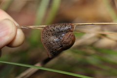 Fastosarion griseolus
