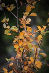 Aria umbellata