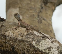 Agama mossambica