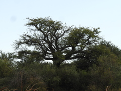 Prosopis caldenia