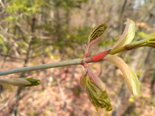 Manchurian Striped Maple