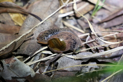 Fastosarion griseolus