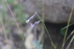 Silene burchellii modesta