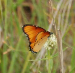 Danaus chrysippus dorippus