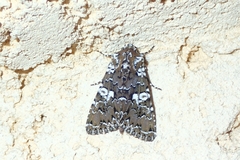 Hadena albimacula