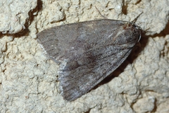 Bryonycta pineti