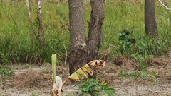 Rhinoptilus chalcopterus