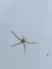 Amphiodia occidentalis