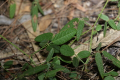 Desmodium varians