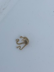 Amphiodia occidentalis