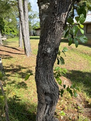 Quercus oleoides
