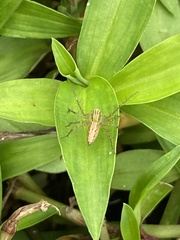 Oxyopes