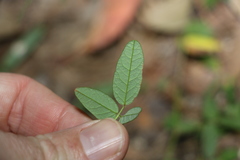 Desmodium varians