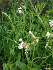 Microbotryum lychnidis-dioicae