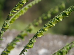 Adelocaryum lambertianum