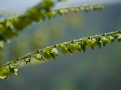 Adelocaryum lambertianum