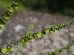 Adelocaryum lambertianum