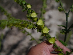 Adelocaryum lambertianum
