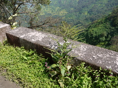 Adelocaryum lambertianum