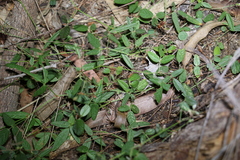 Desmodium varians