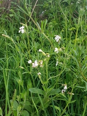 Microbotryum lychnidis-dioicae