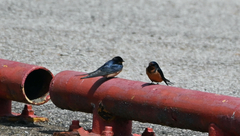 Hirundo rustica