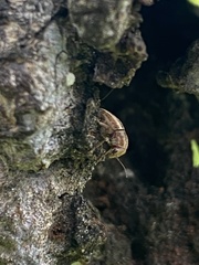 Choraginae