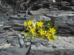 Eucnide bartonioides