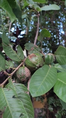 Psidium guajava