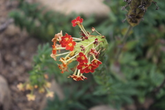 Glumicalyx goseloides