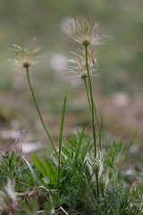 Pulsatilla grandis