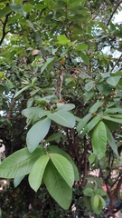 Psidium guajava