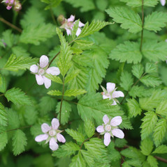 Rubus pungens oldhamii
