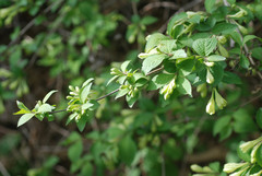 Weigela subsessilis
