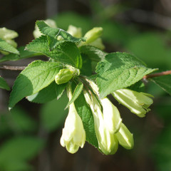 Weigela subsessilis