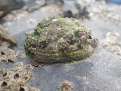 Austrominius modestus