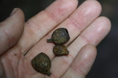 Eucalyptus planchoniana