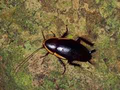 Dorylaea brunneri