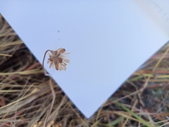Felicia muricata muricata