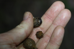 Eucalyptus planchoniana