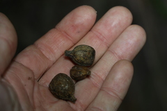 Eucalyptus planchoniana