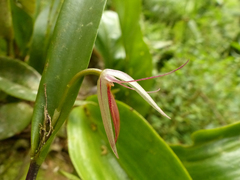 Pleurothallis nuda